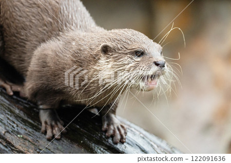 Asian small clawed otter Amblonyx cinerea, small clawed otter 122091636