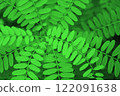 Green Green Leaves 122091638