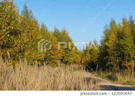 the beauty of autumn foliage 122091647