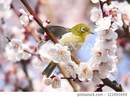 繡眼鳥來到了盛開的白梅花（春天圖片） 122091649
