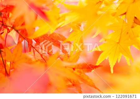 Autumn leaves 122091671