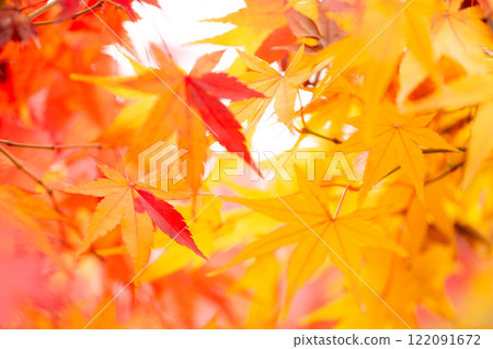 Autumn leaves Autumn leaves 122091672
