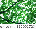 A refreshing green in the forest. 122091723
