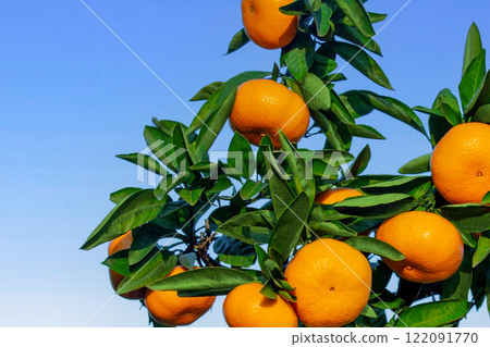 Orange garden 122091770