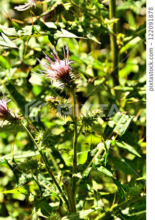 Yukitogatake in the Misaka Mountains - Asteraceae Nanbu thistle Yukitogatake in the Misaka Mountains - Asteraceae Nanbu thistle 122091878