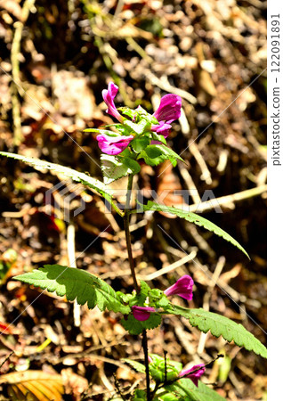 Onigatake in the Misaka Mountains: Shiogamagaku 122091891