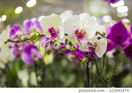 blooming orchids in the garden background 122091974
