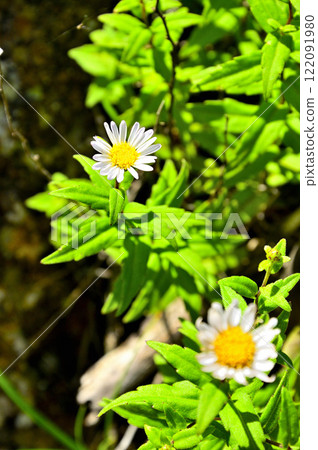 Onigatake in the Misaka Mountains, Asteraceae, Asteraceae, Asteraceae 122091980