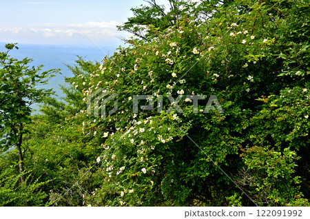 Mount Yukitogatake in the Misaka Mountains - Rosaceae family, Rosa multiflora Mount Yukitogatake in the Misaka Mountains - Rosaceae family, Rosa multiflora 122091992