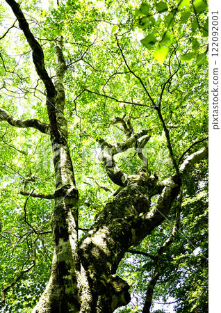 Mount Yukizugatake in the Misaka Mountains: Green beech trees 122092001