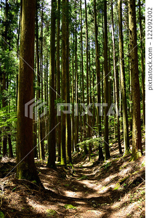 Mount Yukigashira in the Misaka Mountains: Walking through the cedar forest with sunlight filtering through the trees Mount Yukigashira in the Misaka Mountains: Walking through the cedar forest with sunlight filtering through the trees 122092002