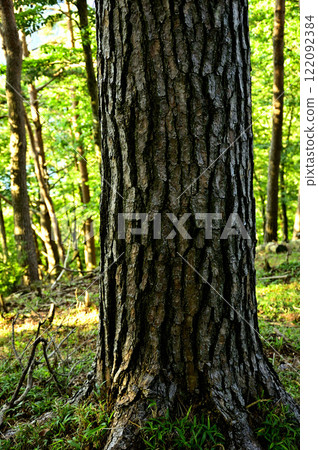 Junigatake in the Misaka Mountains: trunks of red pine trees 122092384