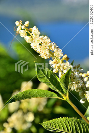 Ryobu (Citrus moniliformes) on Mount Junigatake in the Misaka Mountains Ryobu (Citrus moniliformes) on Mount Junigatake in the Misaka Mountains 122092403