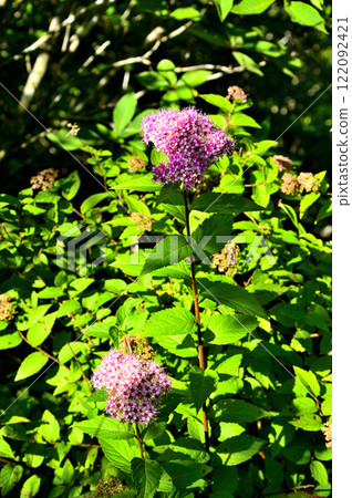 Spirea on Mount Junigatake in the Misaka Mountains 122092421