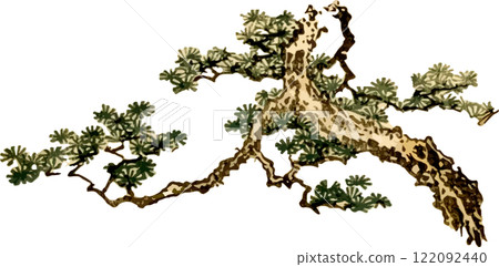 Pine tree for background 122092440