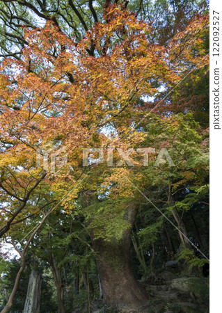 Camphor tree at Dazaifu Tenmangu Shrine 122092527