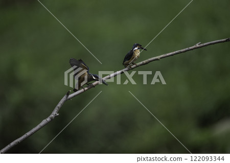 Two kingfishers perched on a branch Two kingfishers perched on a branch 122093344