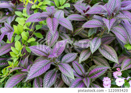 Vibrant Persian Shield Foliage with Striking Purple and Green Leaves. 122093420