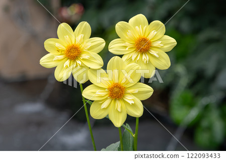 Dahlia Collarette Kelsey Sunshine Flowers with Vibrant Yellow Petals. Dahlia Collarette Kelsey Sunshine Flowers with Vibrant Yellow Petals. 122093433