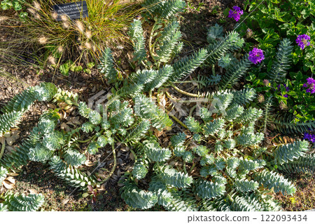 Top view of vibrant Myrtle Spurge in a garden, showcasing its spiral foliage. 122093434