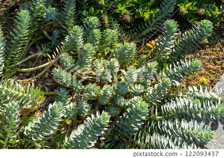 Top view of vibrant Myrtle Spurge in a garden, showcasing its spiral foliage. Top view of vibrant Myrtle Spurge in a garden, showcasing its spiral foliage. 122093437