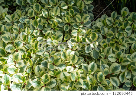 Lush Green Foliage of Oval-Leaf Peperomia Thriving in Sunlit Garden Setting. Lush Green Foliage of Oval-Leaf Peperomia Thriving in Sunlit Garden Setting. 122093445