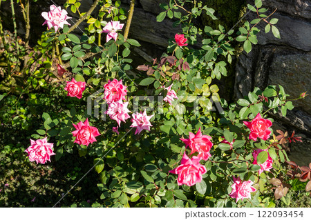 Vivid Double Pink Knock Out Shrub Roses in Bloom Against Lush Green Foliage. Vivid Double Pink Knock Out Shrub Roses in Bloom Against Lush Green Foliage. 122093454