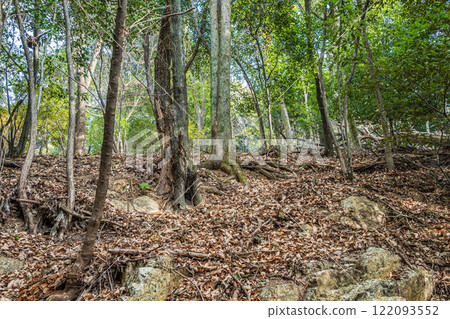 Winter forest scenery of Mt. Daikichi (Mt. Buttoku) in Uji, Kyoto Prefecture 122093552