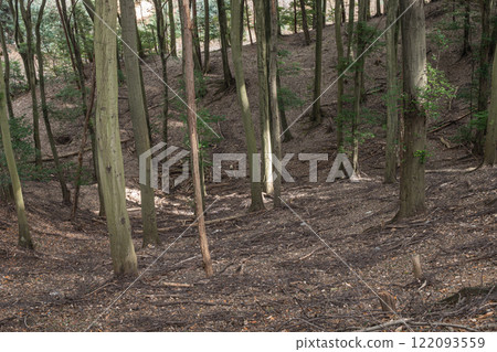 Winter forest scenery of Mt. Daikichi (Mt. Buttoku) in Uji, Kyoto Prefecture 122093559