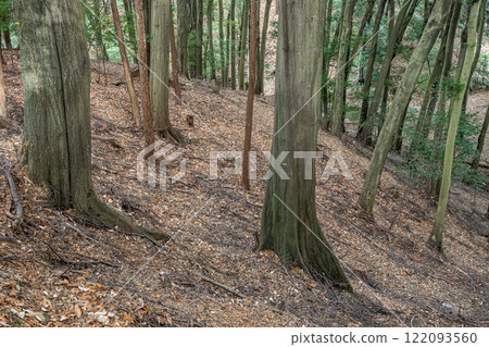 京都府宇治市大吉山(佛德山)的冬景 京都府宇治市大吉山(佛德山)的冬景 122093560