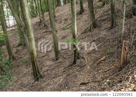 Winter forest scenery of Mt. Daikichi (Mt. Buttoku) in Uji, Kyoto Prefecture 122093561