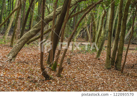 京都府宇治市大吉山(佛德山)的冬景 京都府宇治市大吉山(佛德山)的冬景 122093570