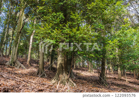 Winter forest scenery of Mt. Daikichi (Mt. Buttoku) in Uji, Kyoto Prefecture Winter forest scenery of Mt. Daikichi (Mt. Buttoku) in Uji, Kyoto Prefecture 122093576