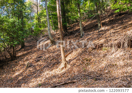 Winter forest scenery of Mt. Daikichi (Mt. Buttoku) in Uji, Kyoto Prefecture 122093577