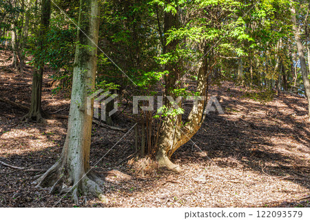 Winter forest scenery of Mt. Daikichi (Mt. Buttoku) in Uji, Kyoto Prefecture 122093579