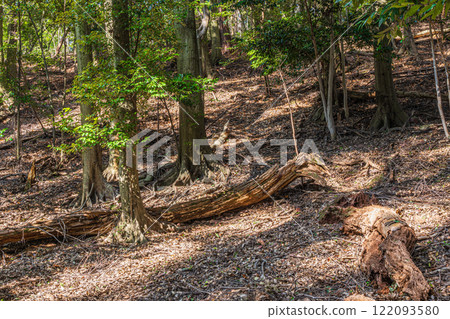 京都府宇治市大吉山(佛德山)的冬景 京都府宇治市大吉山(佛德山)的冬景 122093580