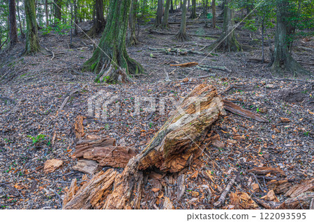Winter forest scenery of Mt. Daikichi (Mt. Buttoku) in Uji, Kyoto Prefecture 122093595