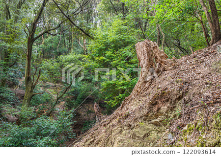 京都府宇治市大吉山(佛德山)的冬景 京都府宇治市大吉山(佛德山)的冬景 122093614