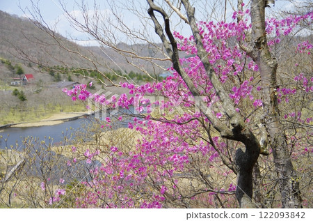 Spring at Mount Akagi, Kakumanbuchi and Akayashio Azalea 122093842