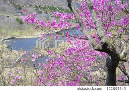 Spring at Mount Akagi, Kakumanbuchi and Akayashio Azalea Spring at Mount Akagi, Kakumanbuchi and Akayashio Azalea 122093843