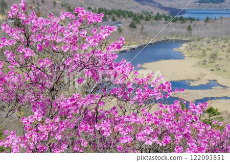 春天的赤城山、角滿淵和紅棕櫚杜鵑花 122093851