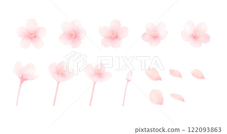 Watercolor illustration set of cherry blossoms in full bloom Cute hand-drawn spring flower material 122093863