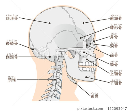Skull illustration Skull illustration 122093947