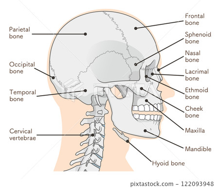 Skull illustration 122093948