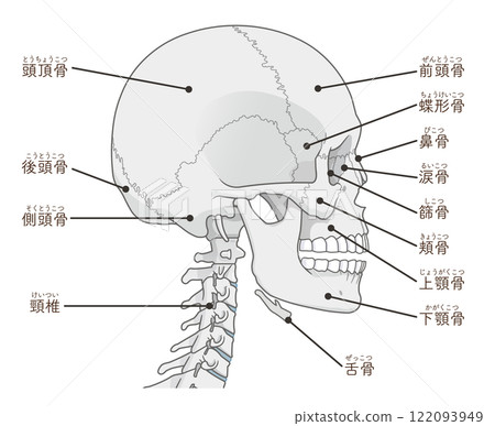 Skull illustration Skull illustration 122093949