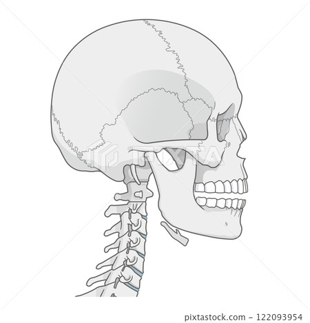 Skull illustration Skull illustration 122093954