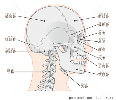 頭骨圖 122093955