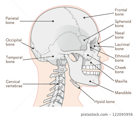 Skull illustration Skull illustration 122093956