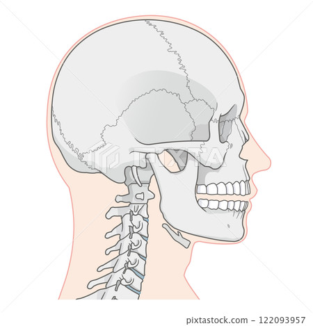 Skull illustration 122093957
