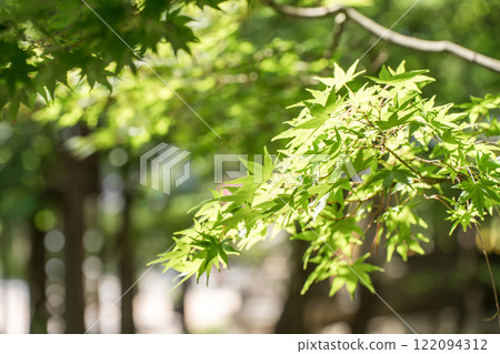 Background material, maple leaves, autumn leaves, fresh greenery, landscape 122094312